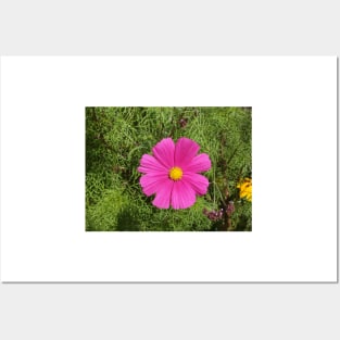 Cosmos flower Posters and Art